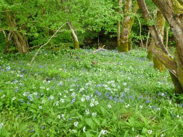 Hendre Aled Cottage 1 Llansannan المظهر الخارجي الصورة